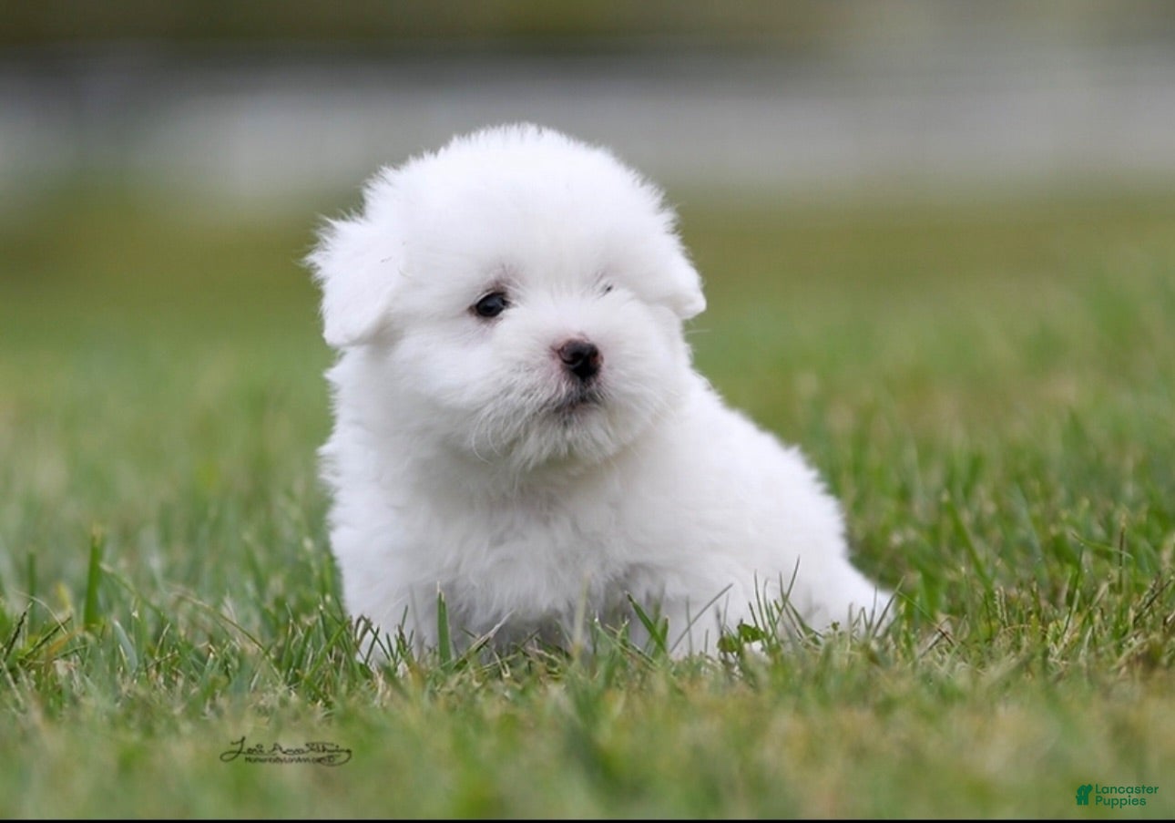 Coton De Tulear dogs Coton De Tulear 5 - Ad 1
