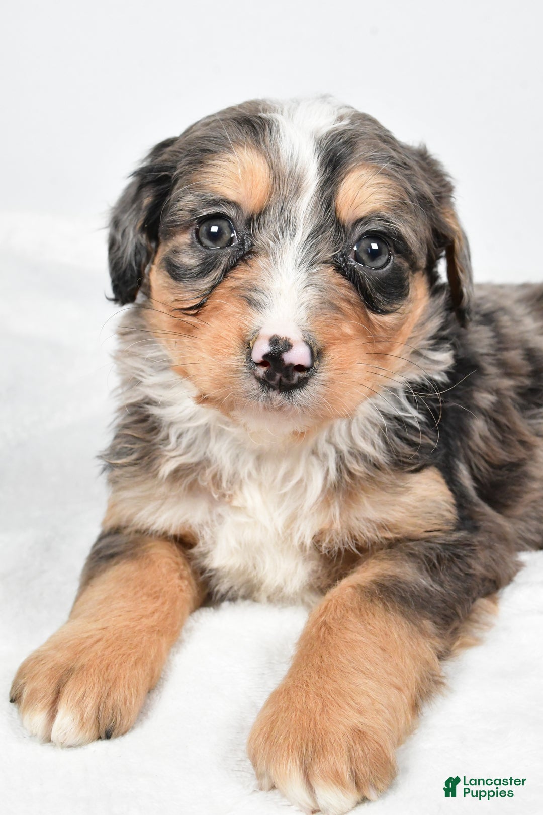 Bernedoodle dogs for sale: Angel - Ad 5