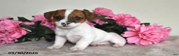 Jack Russell Terrier dogs for sale: Rosie - Ad 4