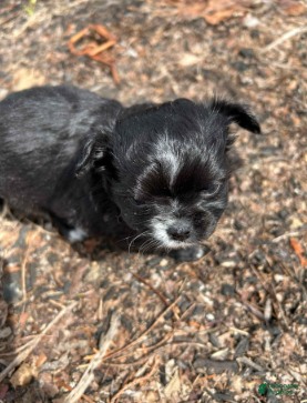 Chihuahua dogs Jazzy - Ad 2