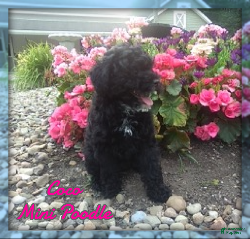 Miniature Poodle dogs Coco - Ad 1