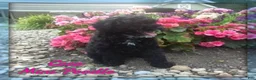 Miniature Poodle dogs for sale: Coco - Ad 1