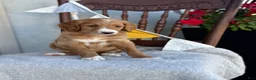 Goldendoodle dogs for sale: Cassia - Ad 1