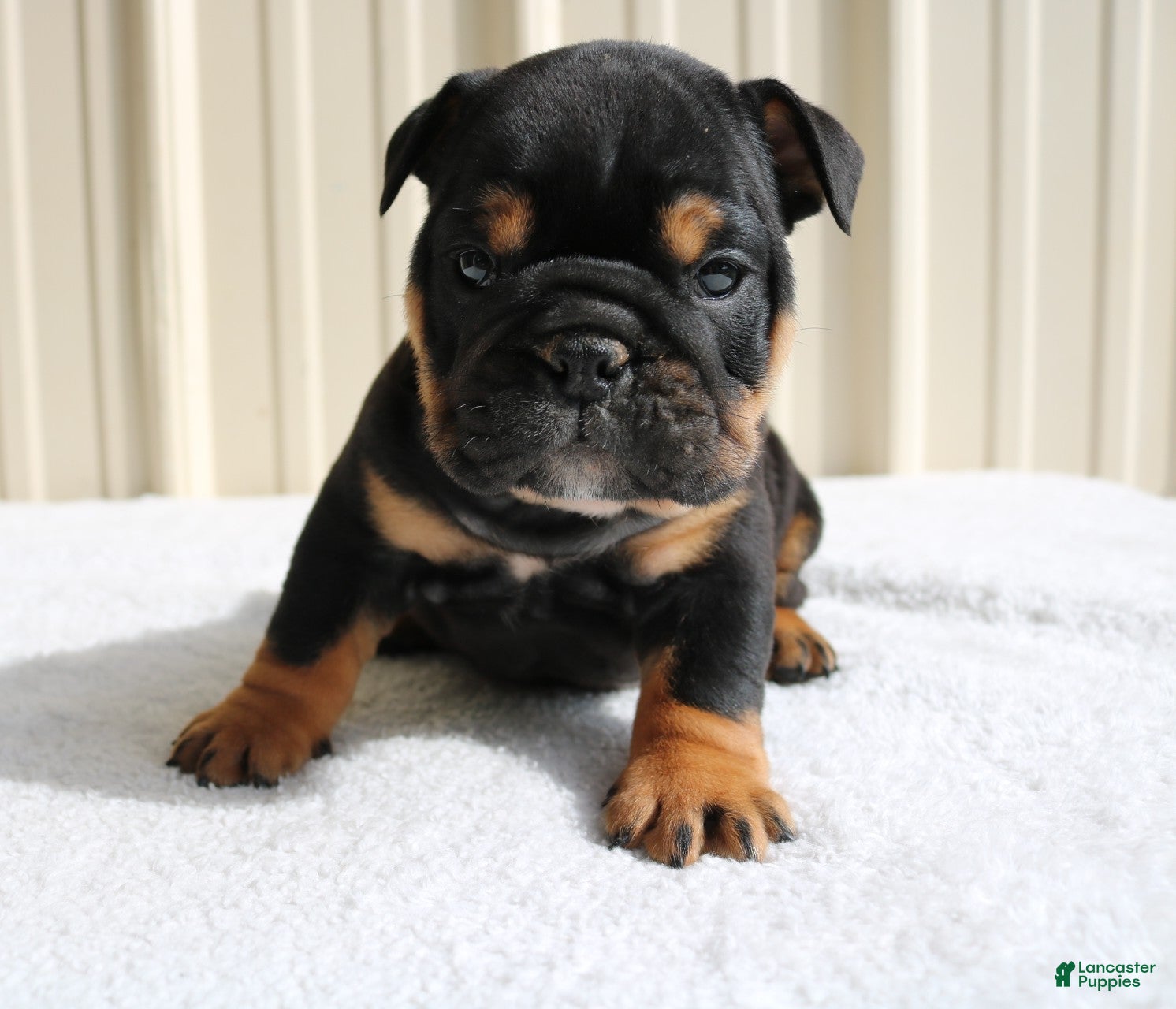 English Bulldog dogs Brandy - Ad 2