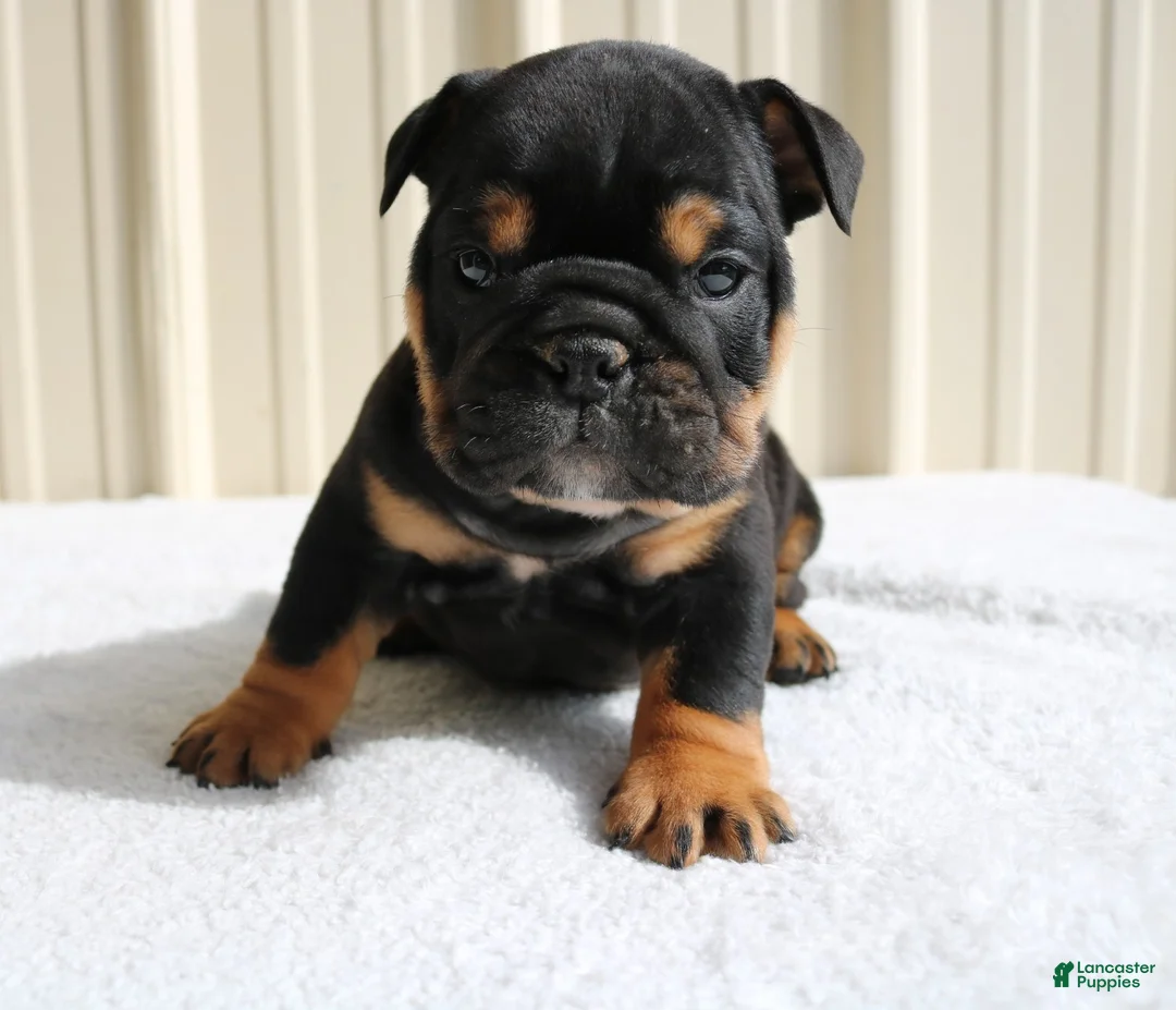 English Bulldog dogs for sale: Brandy - Ad 2