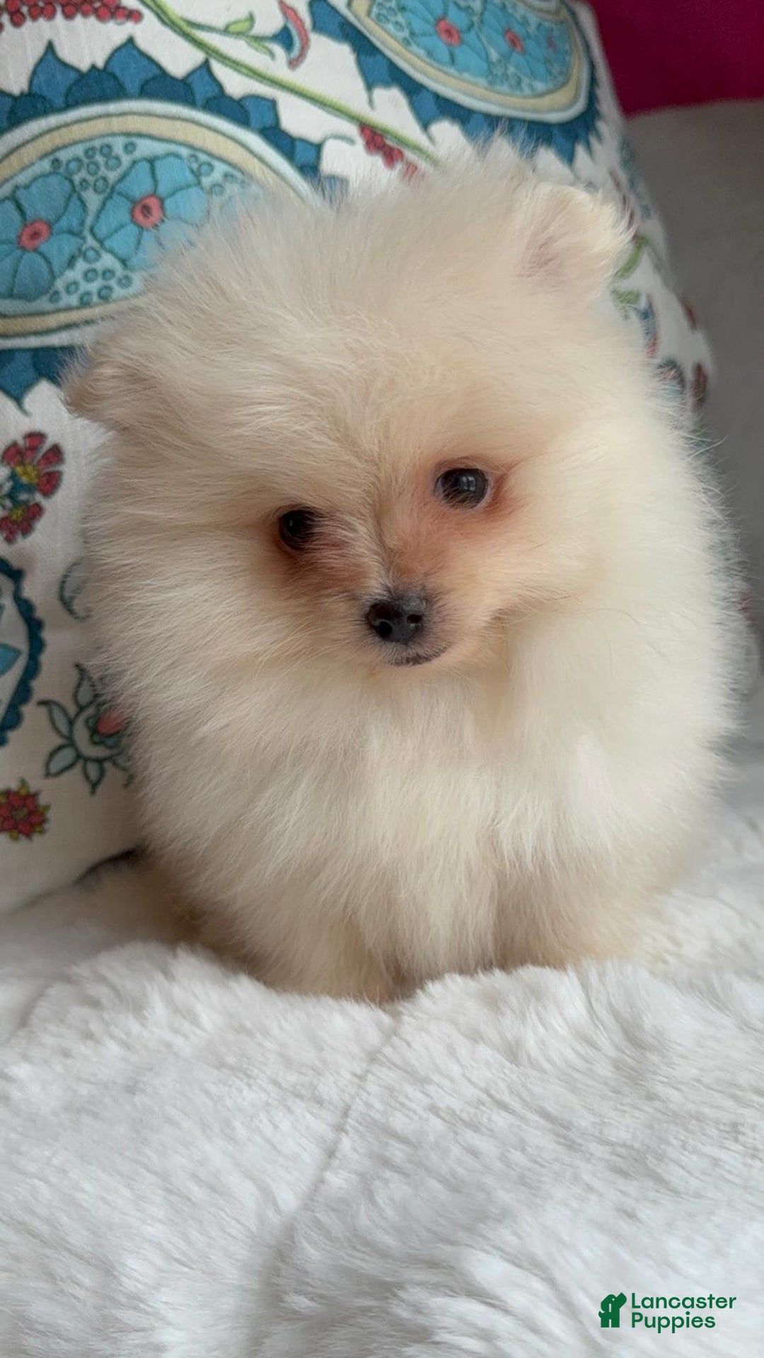 Pomeranian dogs for sale: Pomeranian Puppy Daisy - Ad 11