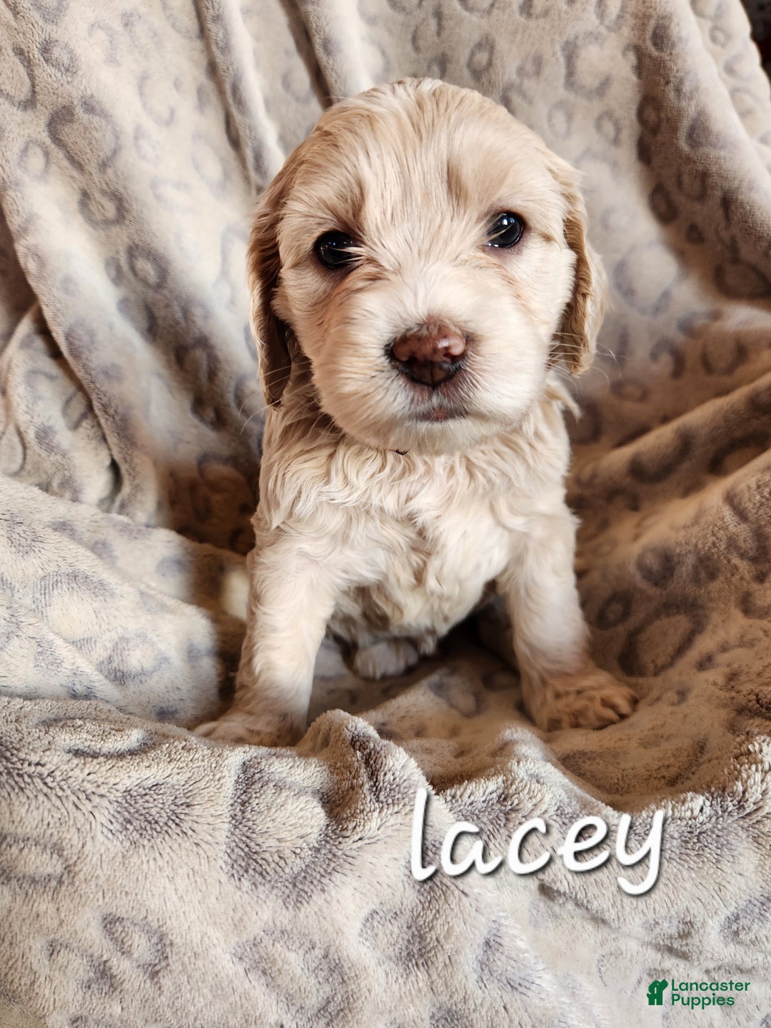 Mixed Breed dogs for sale: Lacey - Ad 7