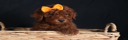 Miniature Poodle dogs for sale: BUDDY - Ad 3