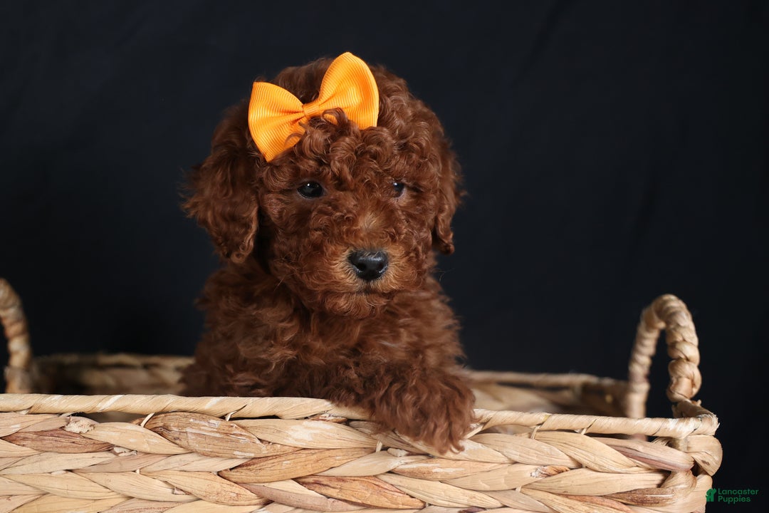 Miniature Poodle dogs for sale: BUDDY - Ad 3