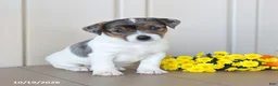 Jack Russell Terrier dogs for sale: Buttercup - Ad 5