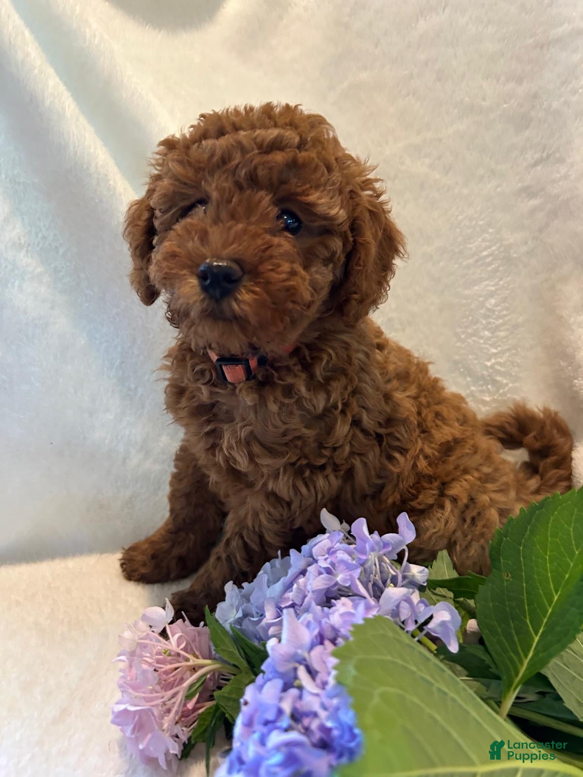 Miniature Poodle dogs Jenna - Ad 2