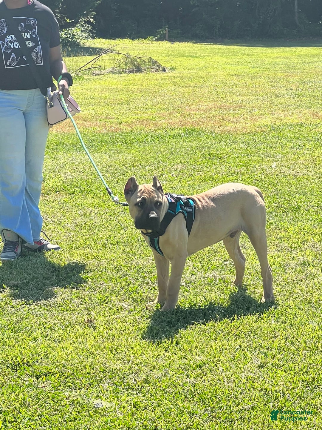 Gallery Image {{count}}