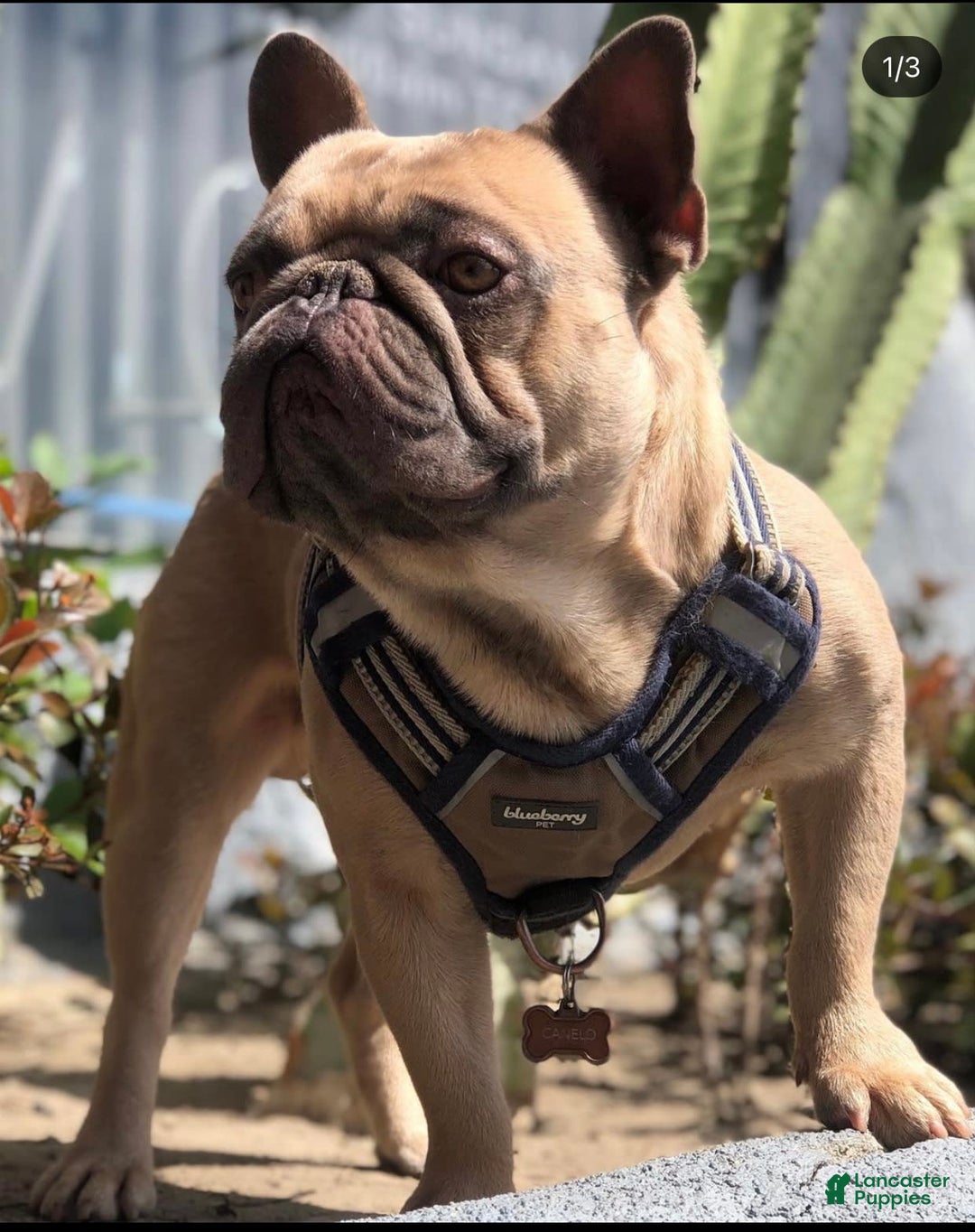 Gallery Image {{count}}