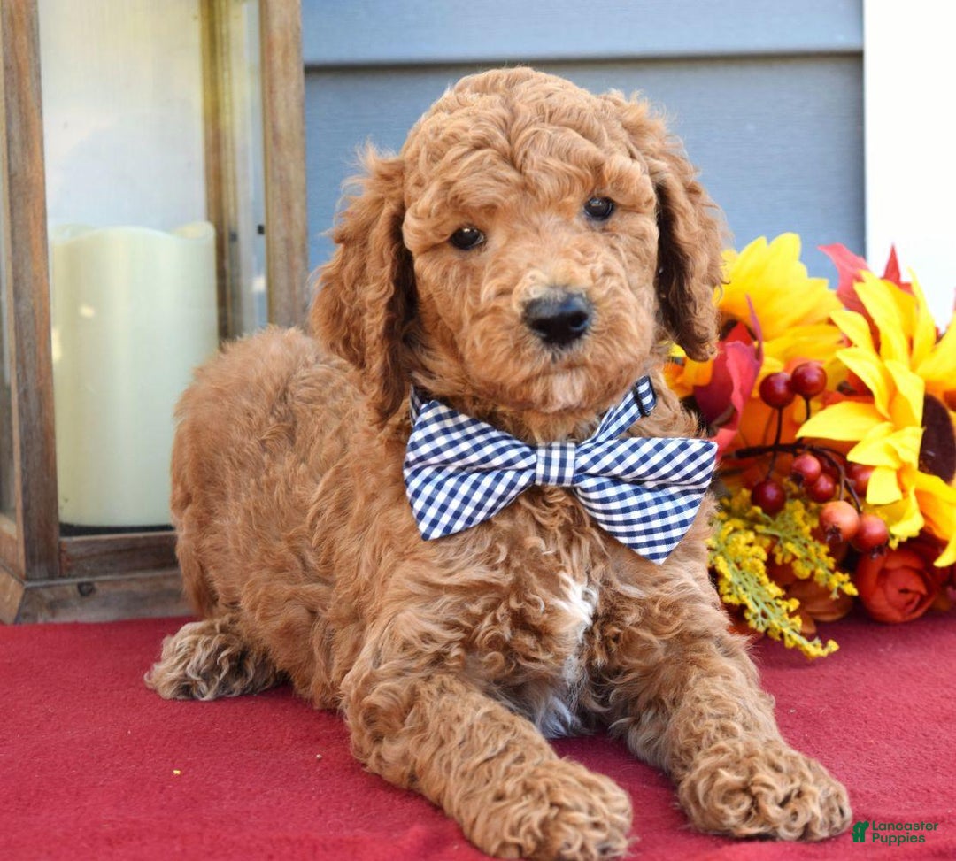 Standard Poodle dogs for sale: Mickey  - Ad 4