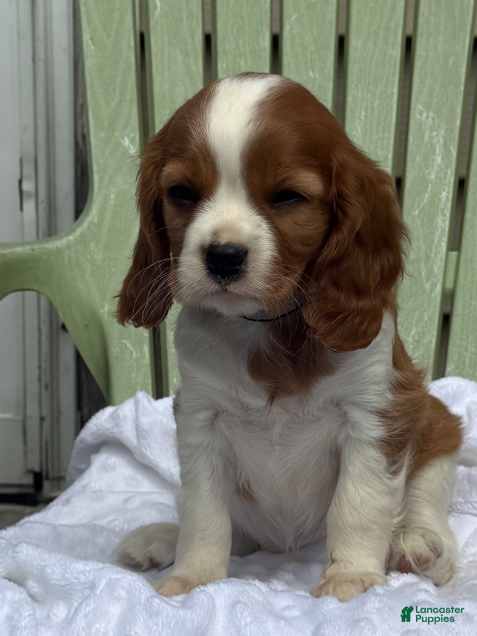 Cavalier King Charles Spaniel dogs Samantha - Ad 2