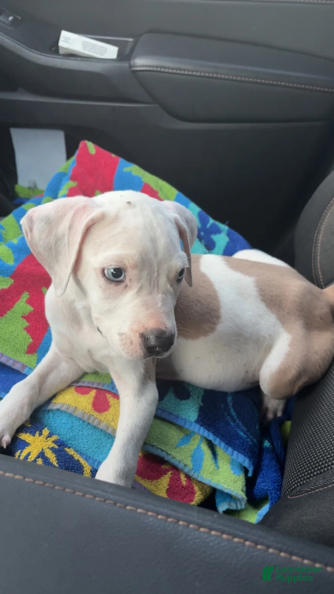 Mixed Breed dogs for sale: Mixed Breed 1 - Ad 1