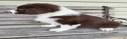 Australian Shepherd dogs for sale: Judy - Ad 2