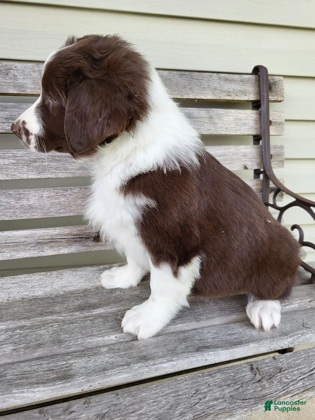 Australian Shepherd dogs for sale: Judy - Ad 2
