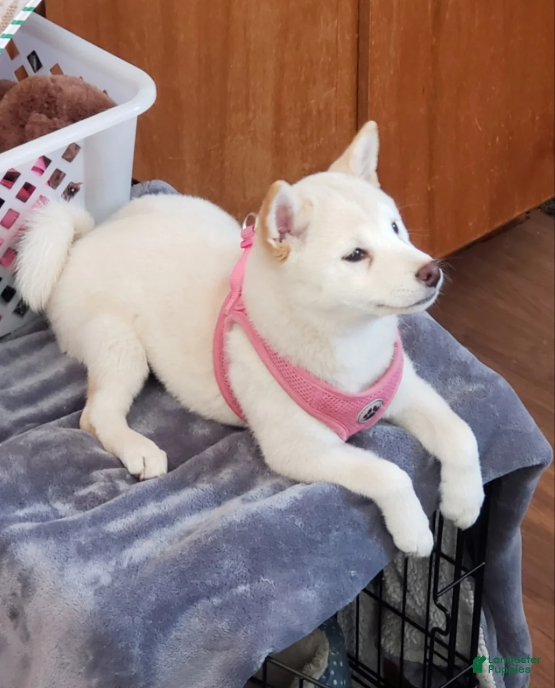 Shiba Inu dogs for sale: Shiba Inu Puppy 4 - Ad 2