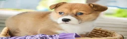 Welsh Corgi Pembroke dogs for sale: Trix Welsh Corgi Pembroke  - Ad 6