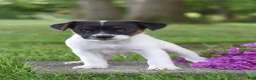 Jack Russell Terrier dogs for sale: Lolipop - Ad 1