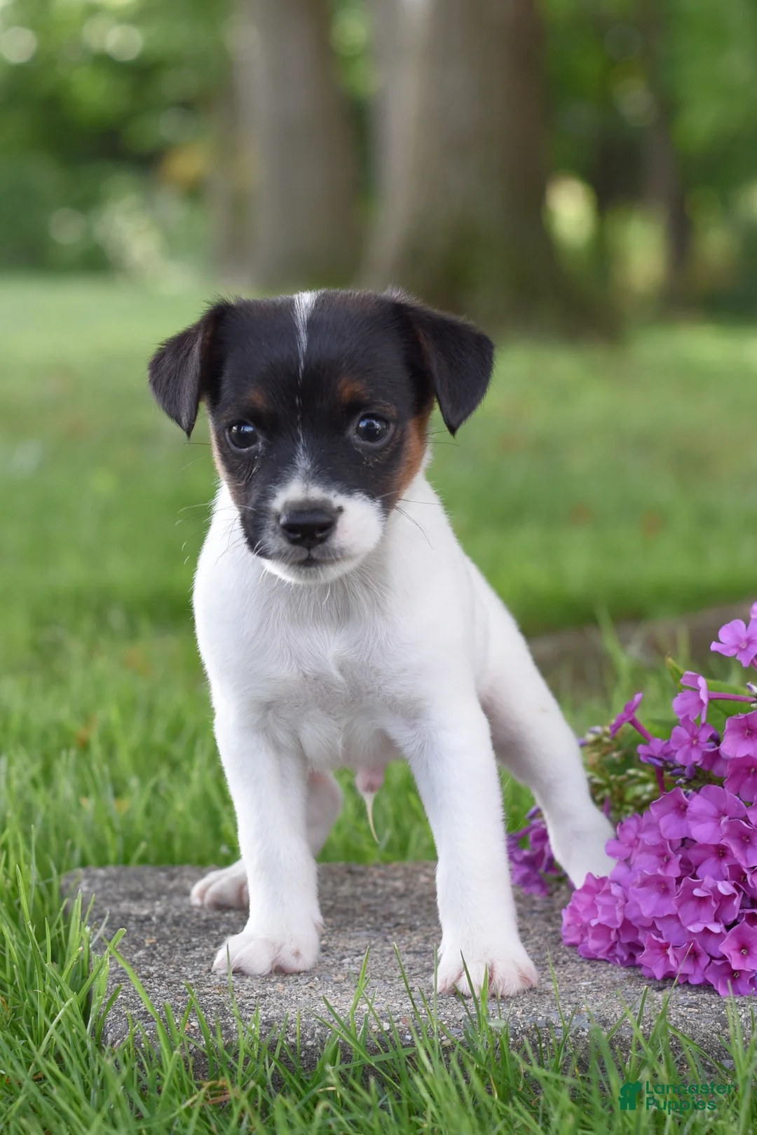 Jack Russell Terrier dogs for sale: Lolipop - Ad 1