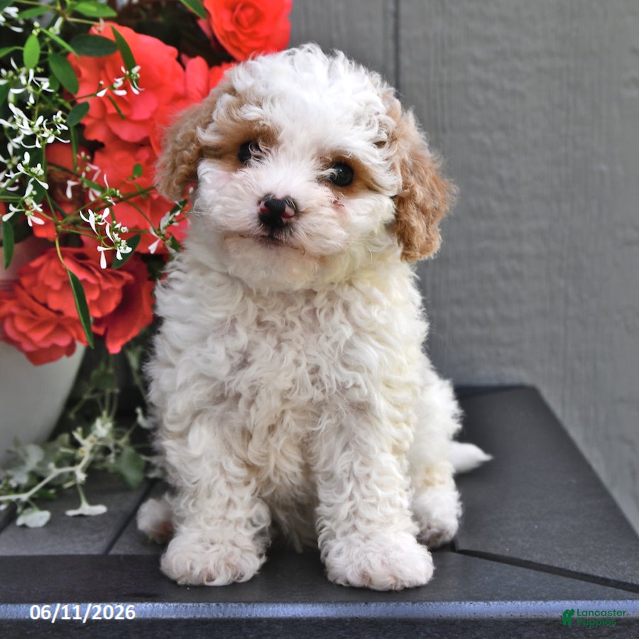 Miniature Poodle dogs Sugar - Ad 1