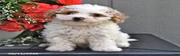 Miniature Poodle dogs for sale: Sugar - Ad 1