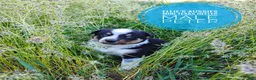Mixed Breed dogs for sale: Peter - Ad 3