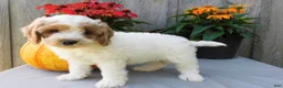 Cockapoo dogs for sale: Jody - Ad 4