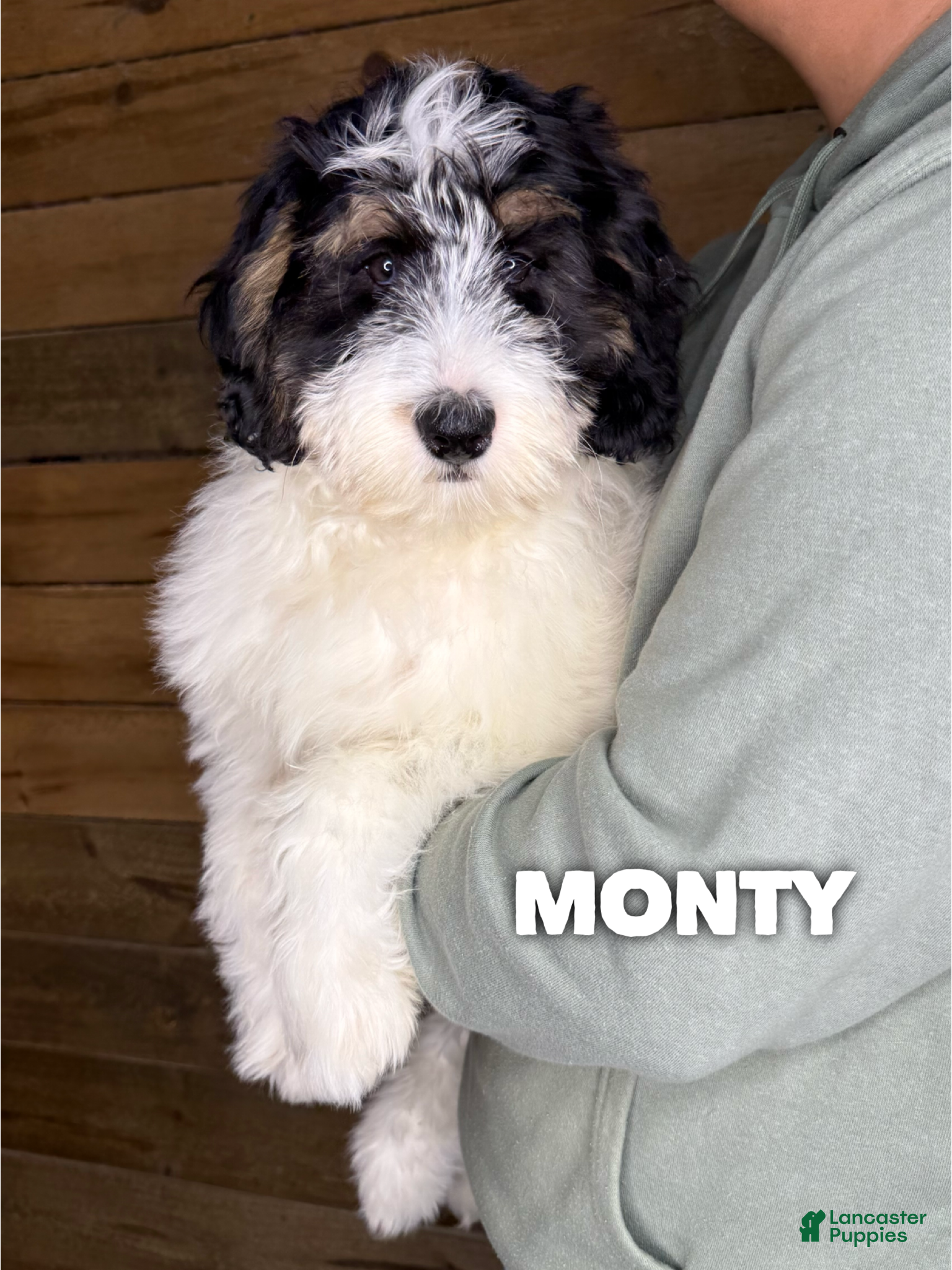 Mini Bernedoodle dogs Monty - Ad 19