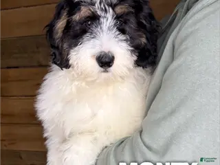 Mini Bernedoodle dogs Monty - Ad 19
