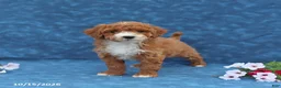 Mini Goldendoodle dogs for sale: Pearl - Ad 4