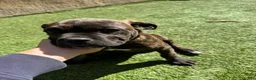 Cane Corso dogs for sale: Cane Corso Puppy 1 - Ad 4