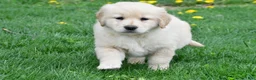 Golden Retriever dogs for sale: Cassandra - Ad 6