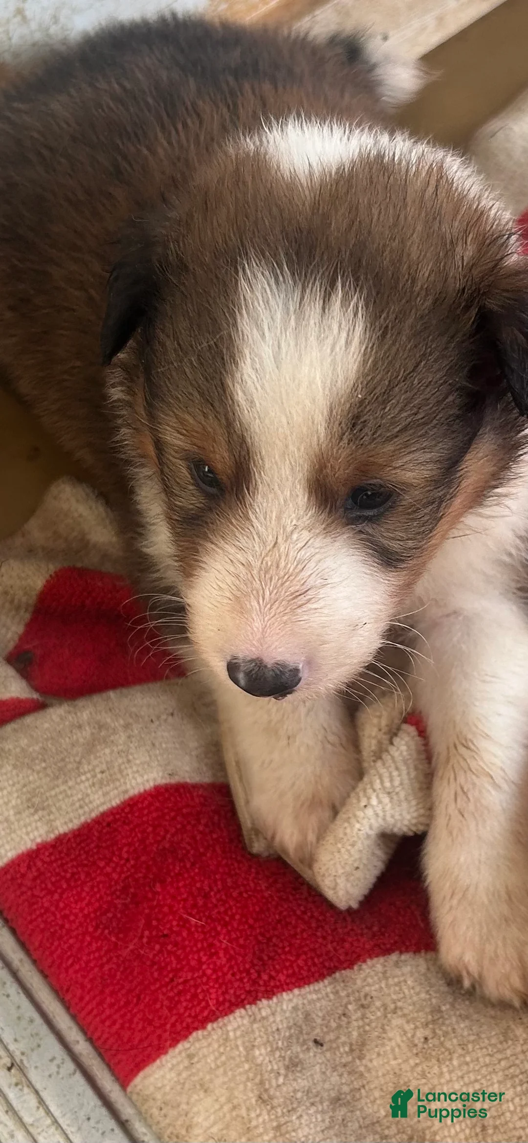 Shetland Sheepdog dogs for sale: Mr. Domineer - Ad 1