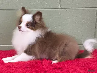 Pomeranian dogs Gunner - Ad 21