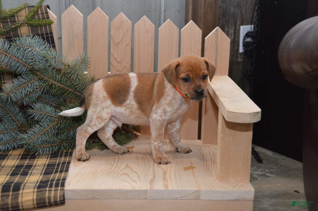 Jug dogs for sale: Avery - Ad 4