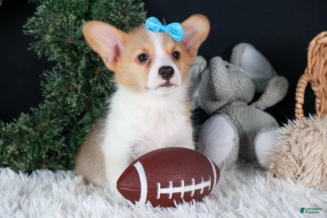 Welsh Corgi Pembroke dogs for sale: Ike - Ad 6