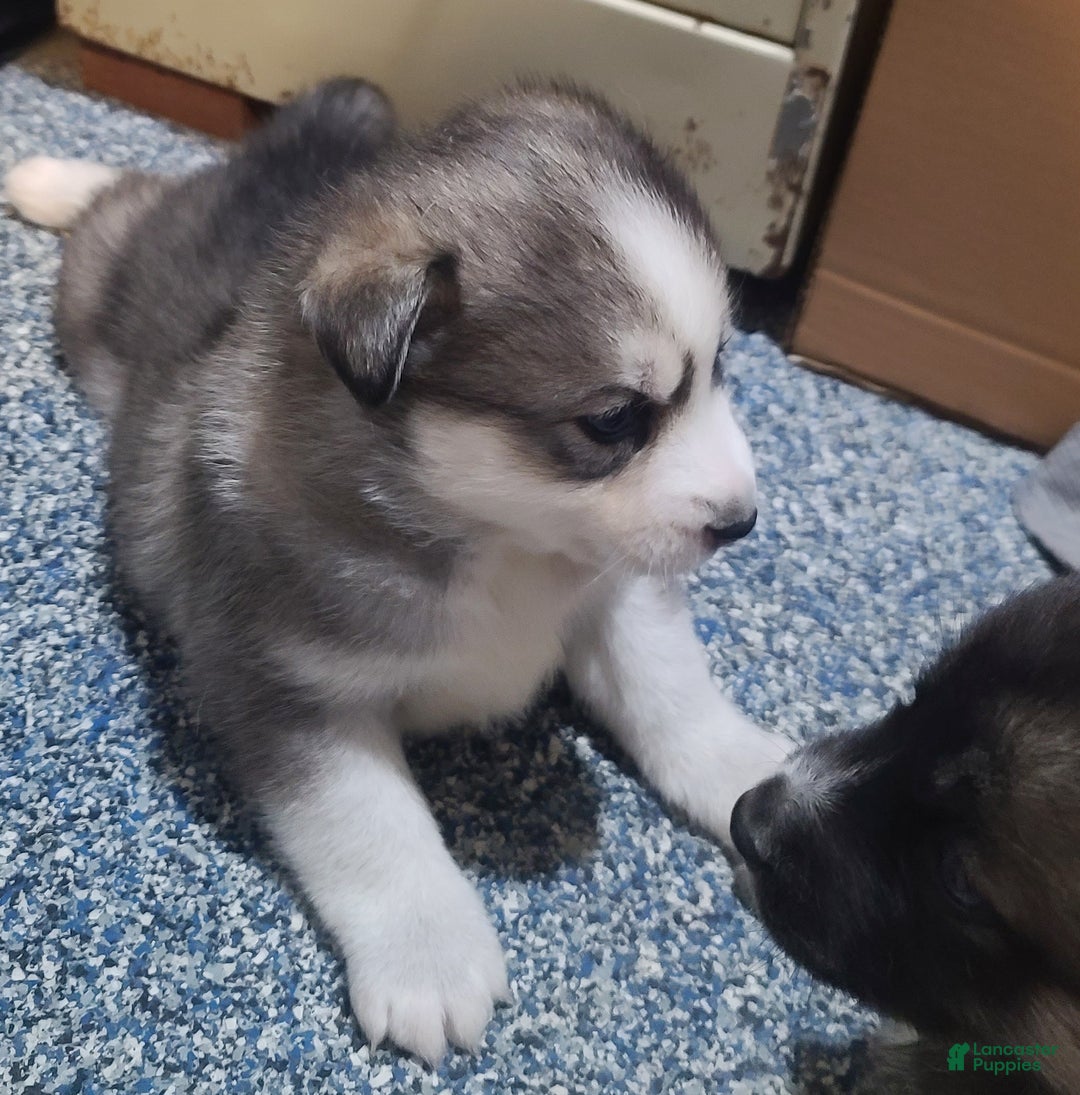 Pomsky dogs for sale: Furi - Ad 3