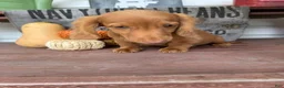 Miniature Dachshund dogs for sale: Toby - Ad 7