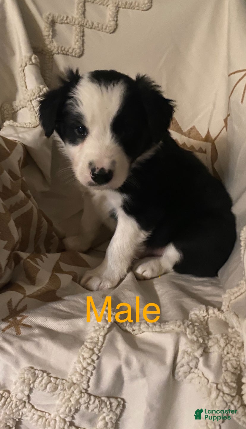 Border Collie dogs Border Collie Puppy 3 - Ad 38