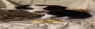 Border Collie Puppy 3