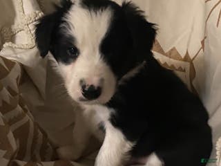 Border Collie dogs Border Collie Puppy 3 - Ad 40