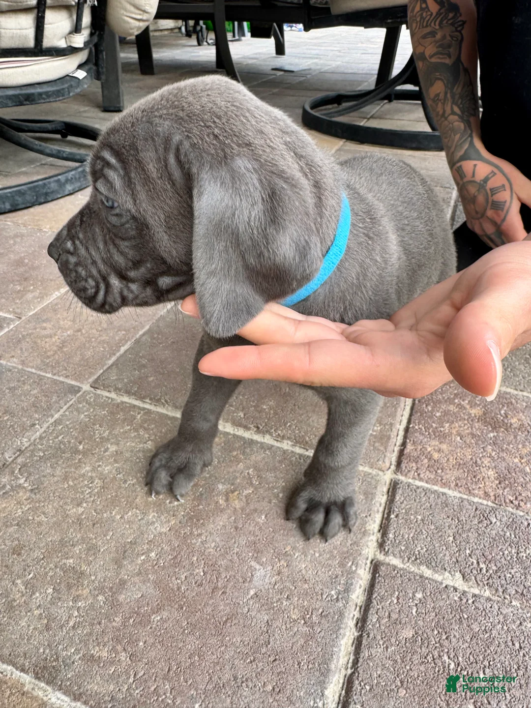 Mixed Breed dogs for sale: Mixed Breed Puppy 2 (teal)  - Ad 8