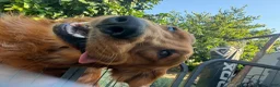 Golden Retriever dogs for sale: Vienna - Ad 3