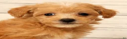 Bichpoo dogs for sale: Omar - Ad 9