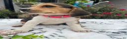 Beagle dogs for sale: Lucy - Ad 3