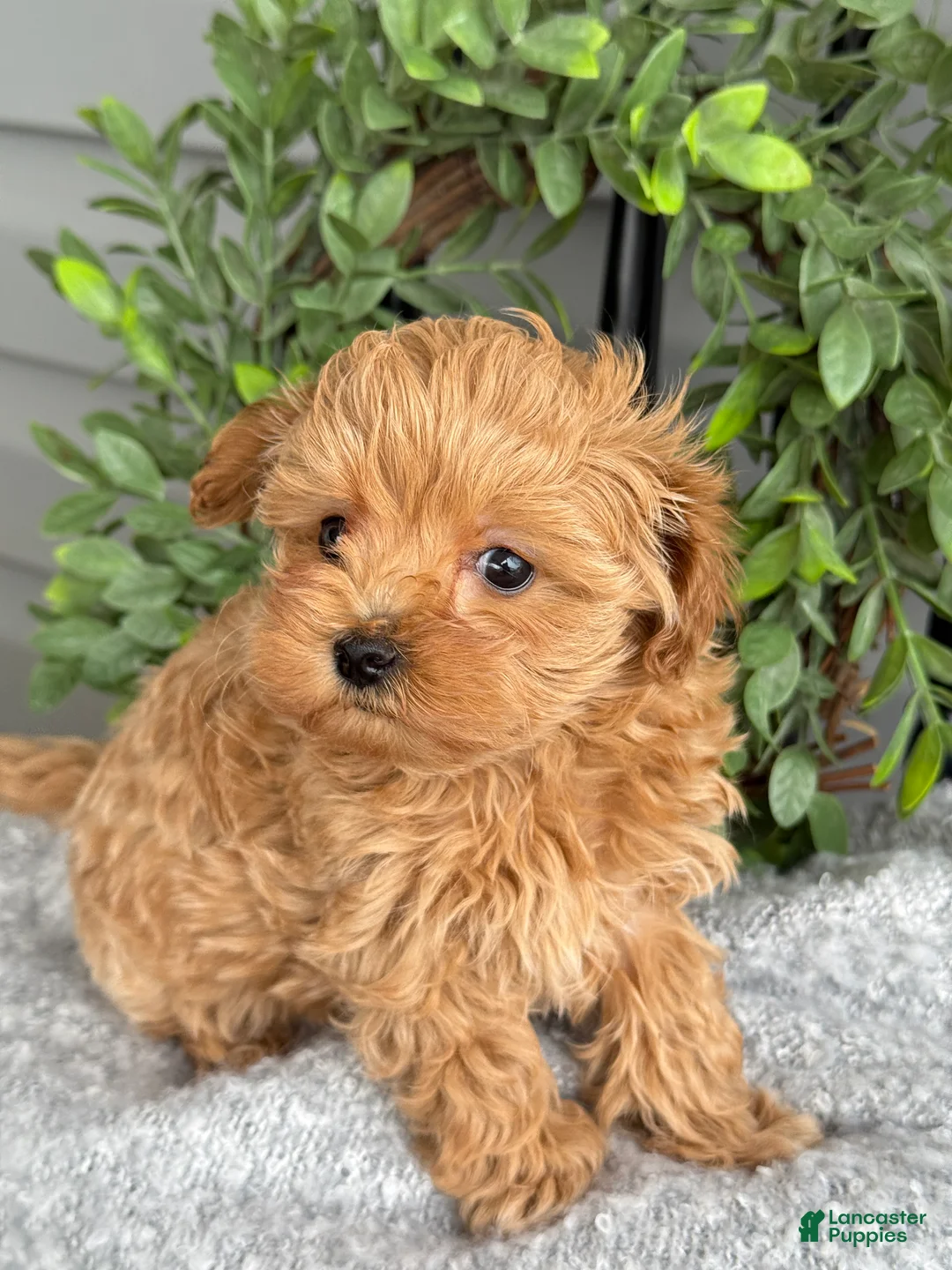 Maltipoo dogs for sale: Teacup - Ad 8