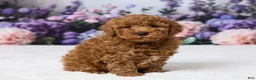 Miniature Poodle dogs for sale: Benly - Ad 3